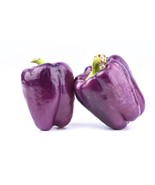 Vegetable SEEDS = Sweet Lilac Bell Pepper- 20 Vegetable Seeds - £2.23 GBP