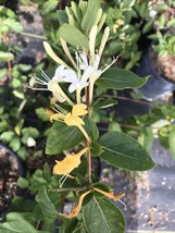 Lonicera Helliana Cream Yellow White Flowers Fragrant hummingbird Live rooted - $61.08