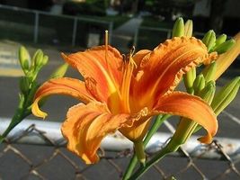 10 WILD DAYLILY fans/root systems image 3