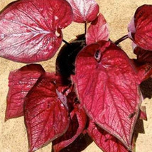 100 Pcs Colorful Thailand Caladium Burnt Rose Elephant Ear  - $10.64