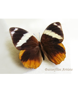 Large Exotic Tufted Jungleking Thauria Aliris Real Butterfly Entomology Display - $54.99