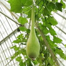 30 Seeds DIPPER GOURD Siphon Gourd Green Lagenaria Siceraria Vegetable - £13.57 GBP