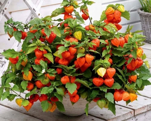 THJAR Chinese Lantern Seeds, Heirloom Seeds, Dried Flowers, Eye Catching... - €3,12 EUR