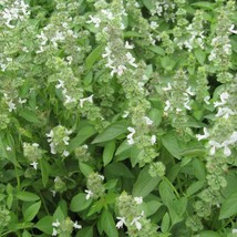 US Seller Lime Basil Seeds Ocimum Americanum 50 Seeds Fast Shipping - $22.95