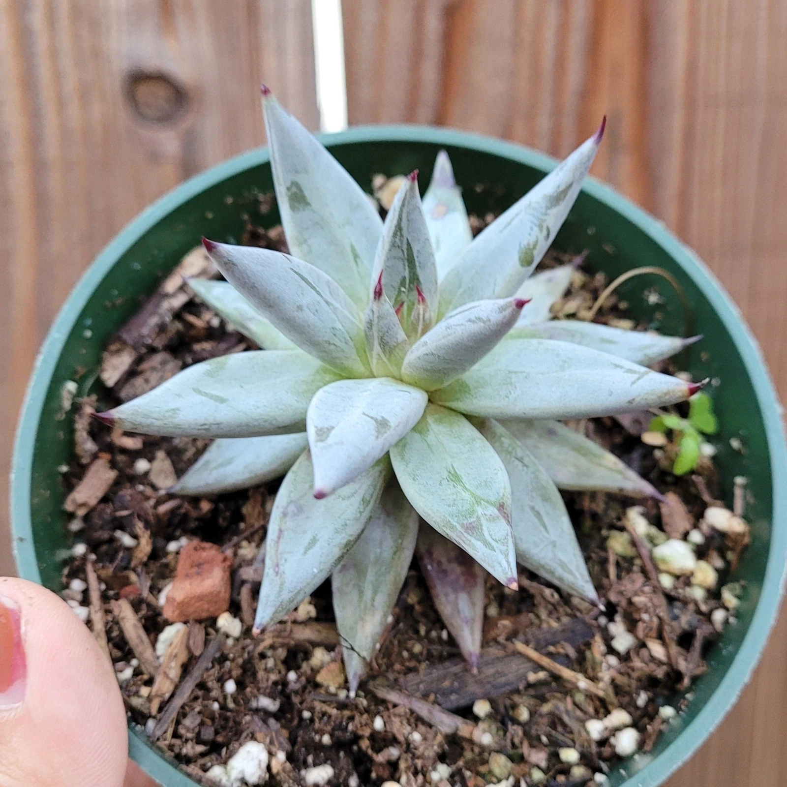Echeveria unguiculata Succulent Plant - $33.28