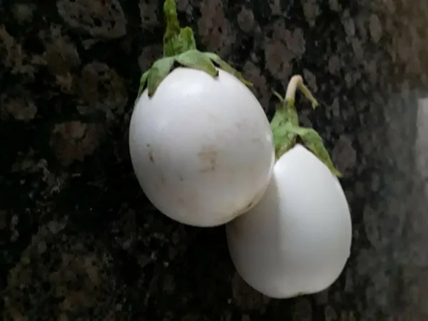 40 White Casper Eggplant Seeds Great Flavor Fresh Garden Beautiful - $8.98