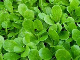 SEPT 100 Seeds Dutch Corn Salad Lambs Lettuce Mache Salad Fresh Sharp Fl... - £4.39 GBP