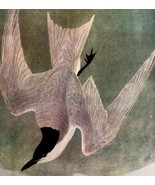 Gull Billed Tern Bird 1946 Color Art Print John James Audubon Nature DWV2J - $29.99