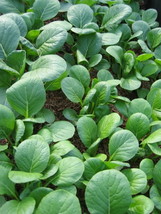 1500 Spinach Mustard Tendergreen Komatsuna Greens Brassica Rapa Vegetable Seeds  - $14.50