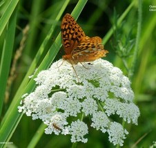 200+ Organic Queen Anne&#39;s Lace Seeds ~ Wild Carrot *Free US shipping* - $4.95