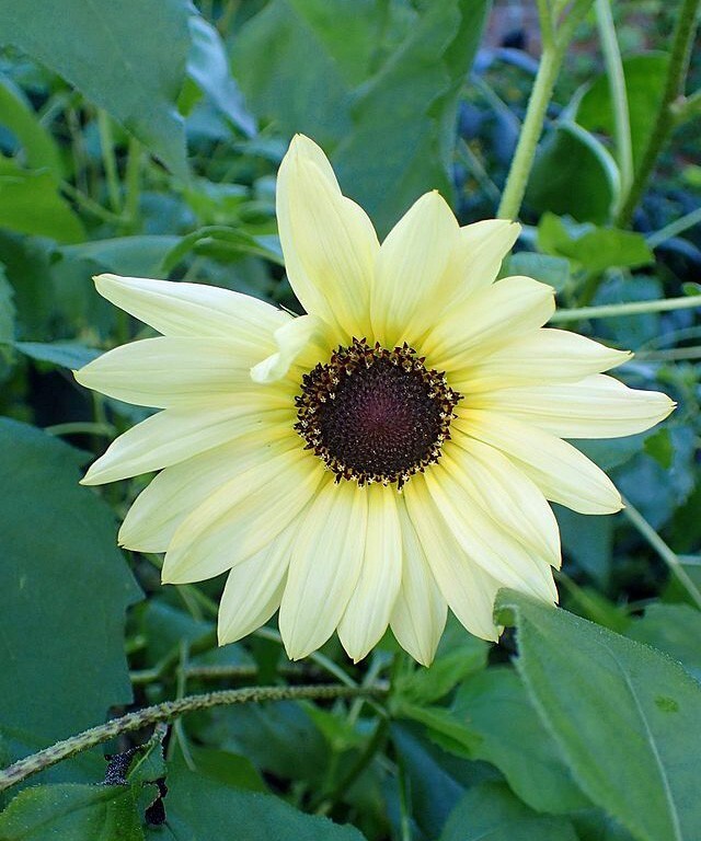 HT Helianthus Annuus Italian White 5 Seeds Garden Seeds - $19.29