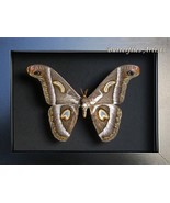 Silk Moth Epiphora Rectifascia Rare Saturn Marvelous Framed Entomology S... - $1,870.53 MXN