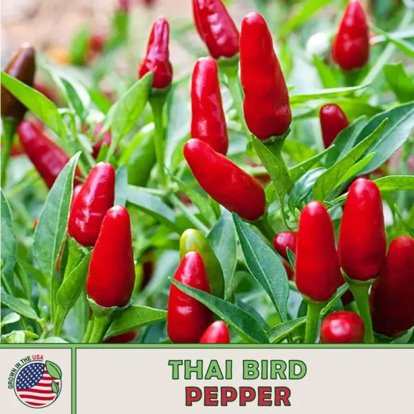 50 Thai Hot Bird Pepper Seeds Heirloom Non Gmo Genuine Usa Garden Fresh - £9.42 GBP