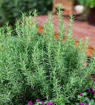 50 Rosemary Seeds Evergreen Shrub Culinary Perennial Garden Container He... - $8.35