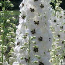 SG  50 White Dark Bee Delphinium Seeds Perennial Garden Flower Seed Flowers - £7.02 GBP