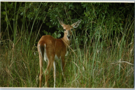 White Tailed Deer Everglades National Park Florida Postcard - £4.08 GBP