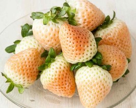 Grow In US 50 White Wild Strawberry Seeds White Soul (Fragaria Vesca White Soul) - £6.56 GBP