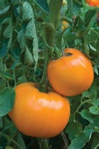 Tomato Seeds Jubilee Golden Orange 50 Seeds Heirloom Tomatogarden Beauti... - $16.75