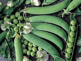 Pea Seed, Thomas Laxton, Heirloom, Non GMO, 50 Seeds, Perfect Peas - $5.99