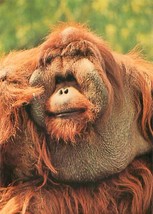Bornean Orangutan San Diego Zoo California Postcard - £3.84 GBP
