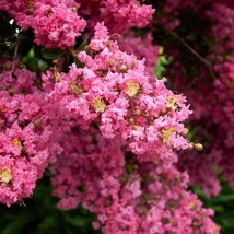 Lagerstroemia Indica Crape Myrtle Organic Hand Collected 10 Seeds Fresh Garden U - $18.41