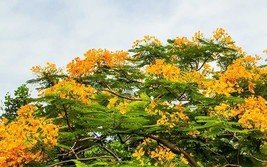 Yellow Flamboyan Tree Jacaranda Mimosifilia Live Plant 4"-8" - $41.99