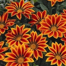 50 Gazania Seeds Kiss Orange Flame Seeds Flower Seeds Fresh Garden - $16.79