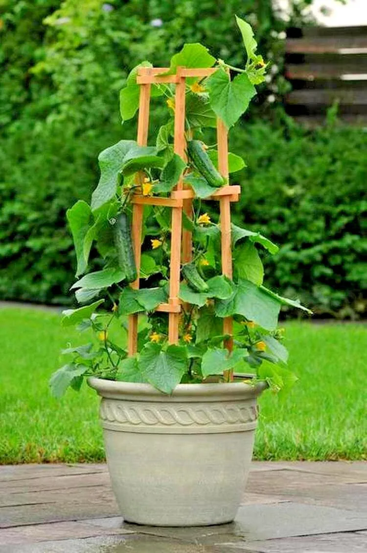 36 Spacemaster Bush Cucumber Seeds Patio Container Hanging Basket Spring - £6.94 GBP