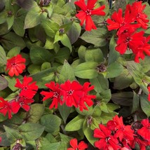 50 Perennial Catchfly ‘Hybrid Mix’ Seeds Lychnis x haageana Red Orange &amp; White - $11.90