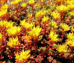 Sedum Oregon Stonecrop Sedum Hybridum  20 Seeds From US - £8.50 GBP