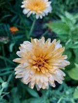 Pink Surprise Pot Marigold - Calendula officinalis - 5+ seeds - Samen - ... - $88.09 MXN