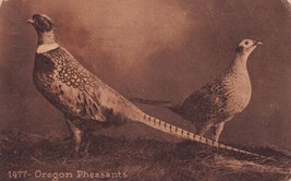 Oregon Rooster &amp; Hen Male &amp; Female Pheasants Salem Postcard C55 - £2.38 GBP