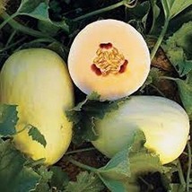 30 Seeds Crenshaw Melon Cucumis Melo Plant Heirloom Seeds Enjoy Soon - £7.65 GBP