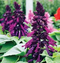 40 Salvia Salsa Purple Bicolor Flower Seeds Perennial Drought Tolerant S... - £6.60 GBP