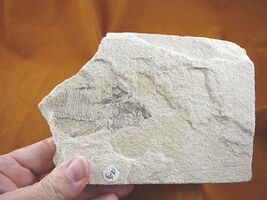 (F-570) fossil Ray finned bony Fish vertebrates specimen Green River Wyo... - $24.99