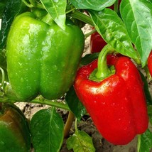 100 PCS California Wonder Bell Pepper Seeds Vegetable Garden NON-GMO - £3.32 GBP