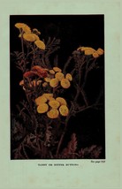 Vintage 1922 Print Tansy Pasture Thistle 2 Side Flowers You Should Know - $19.99