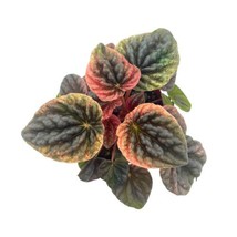 Peperomia Abricos, 4 inch, Rare Pep Caperata, Exotic House Plant - £14.56 GBP