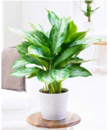 100pcs Aglaonema spp Sansevieria Indoor Plants Radiation Protection  - $7.89