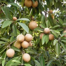 Sapodilla Tree Seeds Manilkara Zapota 3 Seeds Gardening USA SELLER - £13.41 GBP