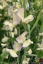 50+ Cream Eggs Sweet Pea Seeds - $8.48