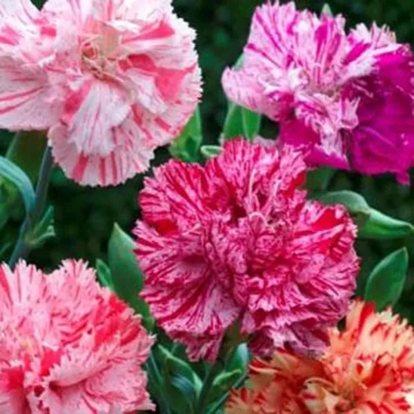 Carnation Chabaud Picotee Mix 50 Fresh Seeds - £10.71 GBP