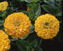 Zinnia Golden State Double Blooms Cut-Flowers 100 Seeds - £6.95 GBP