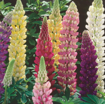 10 Pc Seeds Lupine Perennial Flower Plant, Mix Lupinus Seeds for Planting | RK - £14.82 GBP