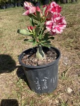 Adenium Obesum Desert Rose Grafted Plant Submle Beauty - $34.65