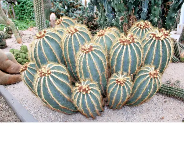 Balloon Cactus Notocactus Magnificus Parodia Magnifica Cactus 50 Seeds Fresh Gar - £15.83 GBP