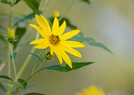 &quot;Quiet Sunflower,&quot; an A. Rose Designs (tm) note card - $6.95+