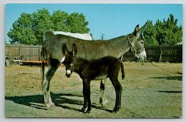 Burros Donkeys Look Ma He&#39;s Taking My Picture Postcard R28 - $7.95