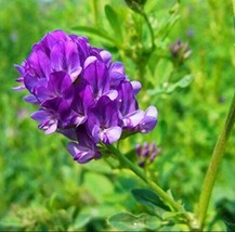 200Pcs/Bag Alfalfa Seeds Perennial Medicago Sativa Seeds Hardy Flowers Forage Se - £4.14 GBP