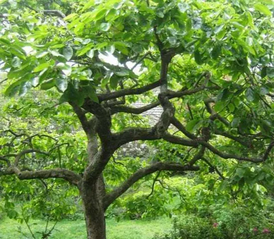 American Persimmon Tree 6-12&quot; Tall Live Plant Quart Diospyros virginiana - £43.88 GBP
